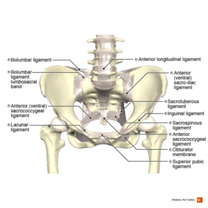 Ligaments of the pelvis anterior aspect Primal.png