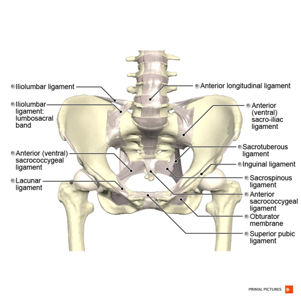 File:Ligaments of the pelvis anterior aspect Primal.png