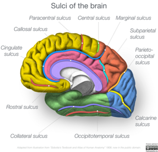 Whole Brain Sulci.png