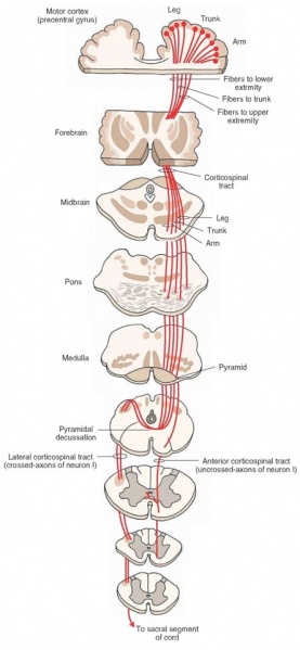 File:Corticospinal.jpg