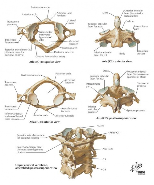 File:Dens anatomy.jpg