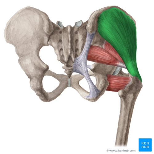 Gluteus medius muscle (highlighted in green) - posterior view
