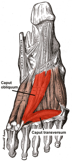 Adductor Hallucis.png