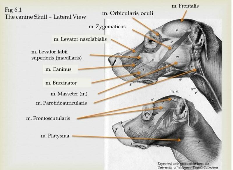 File:Cnine skull lateral view.jpeg