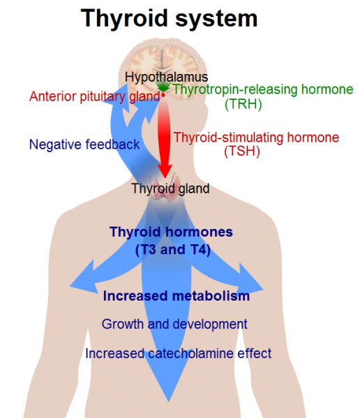 File:Thyroid system.png