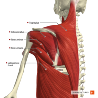 Muscles connecting the upper limb to the trunk posterior aspect Primal.png