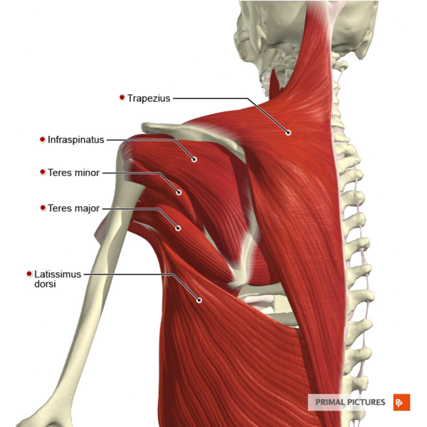 File:Muscles connecting the upper limb to the trunk posterior aspect Primal.png