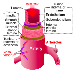Arteries - Physiopedia