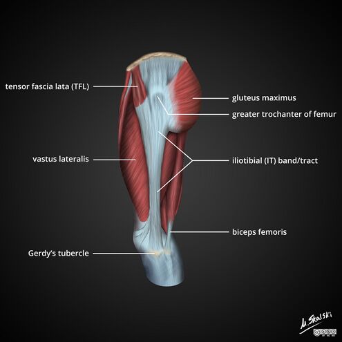 Iliotibial Band Friction Syndrome: Practice Essentials, Anatomy