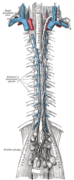 File:Lymph ducts.png