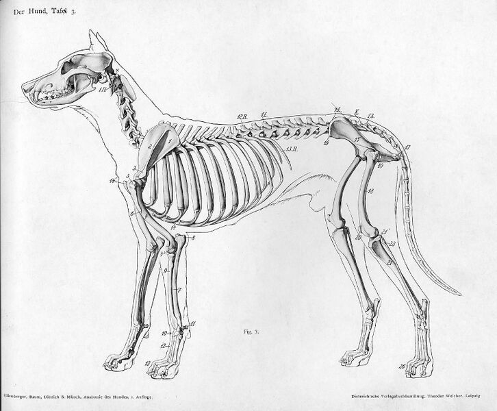 File:Dog anatomy lateral skeleton view.jpeg