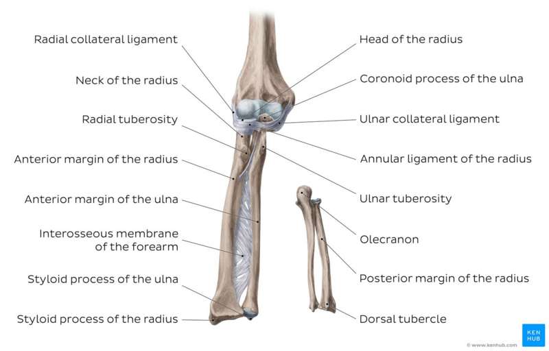File:Overview of the radius and ulna - Kenhub.png