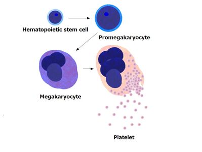 Platelets by budding off from megakaryocytes.jpeg