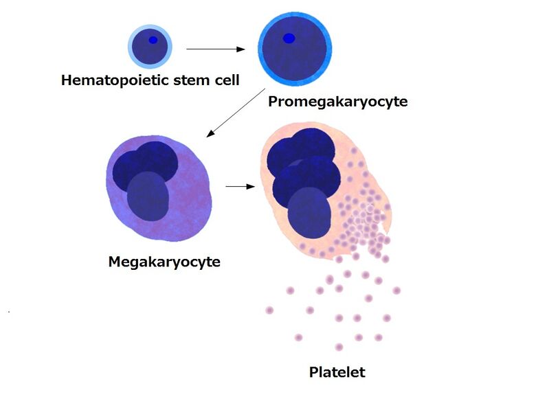 File:Platelets by budding off from megakaryocytes.jpeg