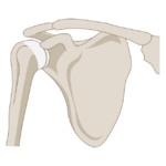 Anterior view of the shoulder joint.svg.png