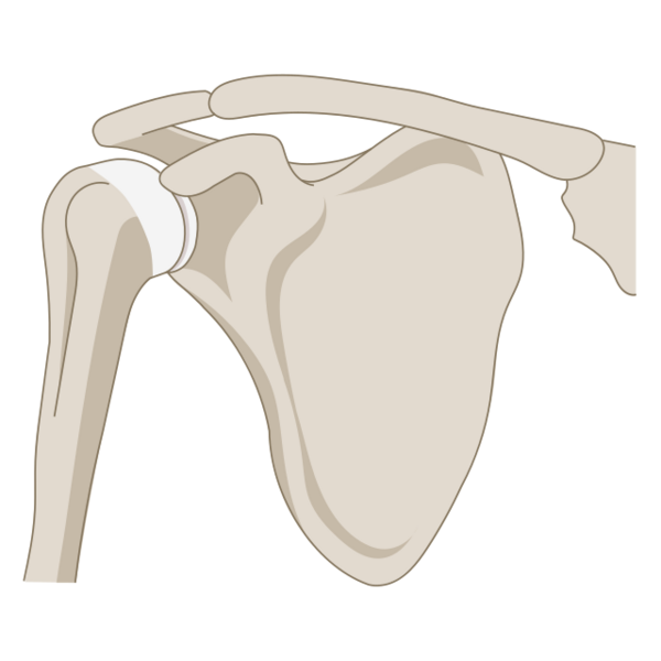 File:Anterior view of the shoulder joint.svg.png