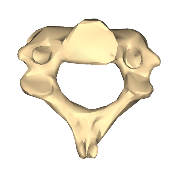 File:Cervical vertebra 2 close-up bottom.png