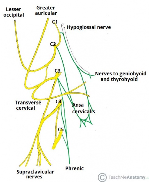 File:Major-Branches-of-the-Cervical-Plexus.jpg