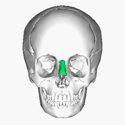 https://commons.wikimedia.org/wiki/File:Nasal_bone_animation.gif
