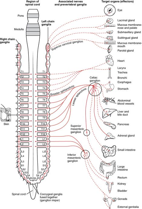 Connections Sympathetic Nervous System.jpg