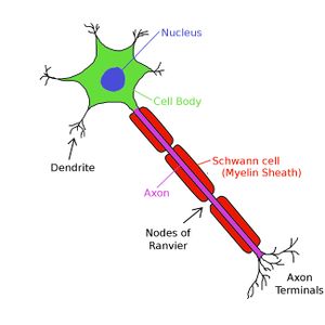 Neuron1.jpg