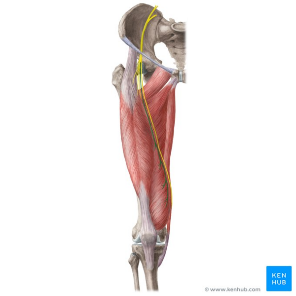 File:Muscular branches of femoral nerve - Kenhub.png