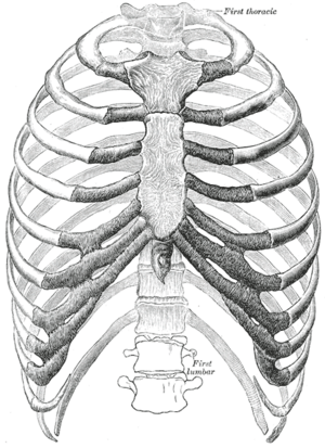 Thorax-Anterior View.png