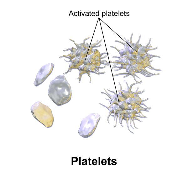File:Blausen 0740 Platelets.png