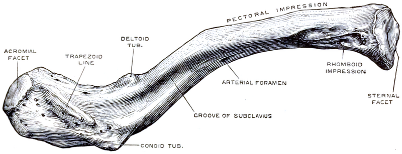 File:Right clavicle inferior view.png