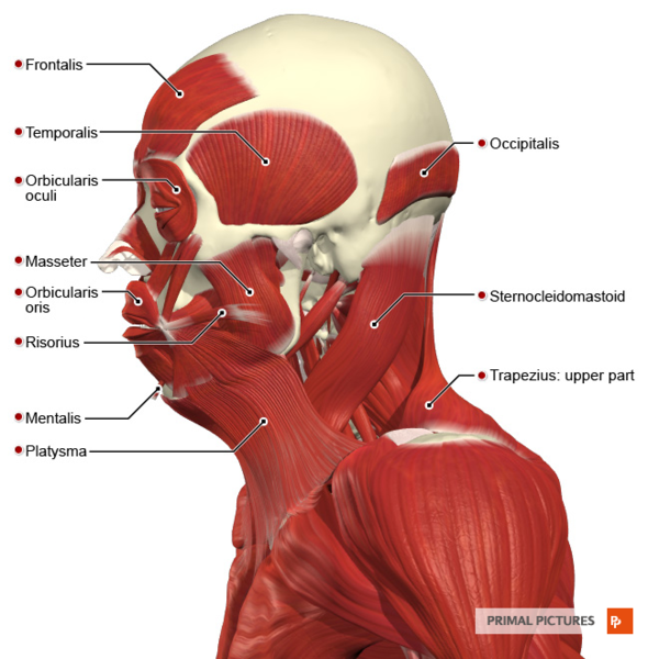 File:Superficial muscles of the head and neck lateral aspect Primal.png