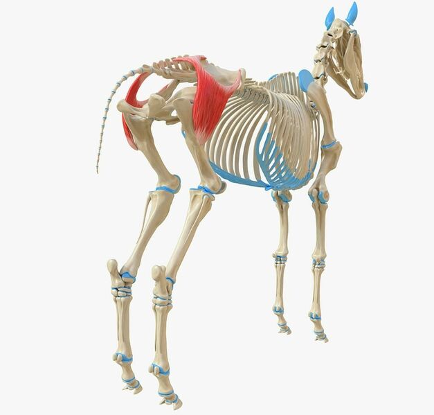 File:Equine superficial gluteal.jpeg