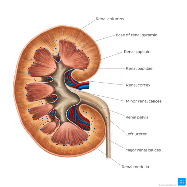 File:Kidney structure - Kenhub.png