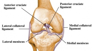 Ligaments-of-the-knee.jpg