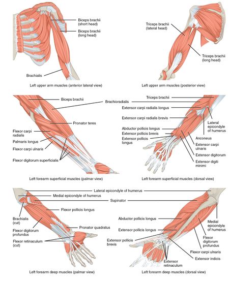 Physiotherapy Management of the Elbow - Physiopedia