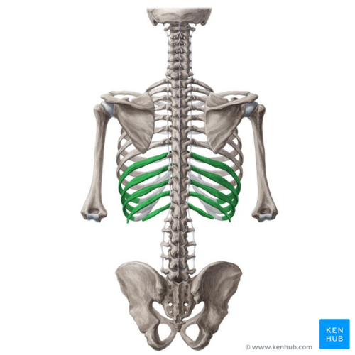 False ribs (highlighted in green) - posterior view