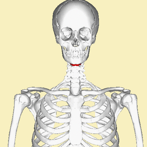 Locaion of the hyoid bone in a 3d animation