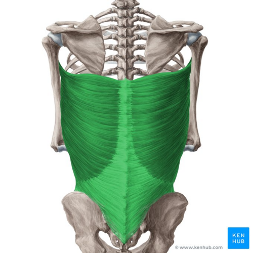 Latissimus dorsi muscle (highlighted in green) - posterior view