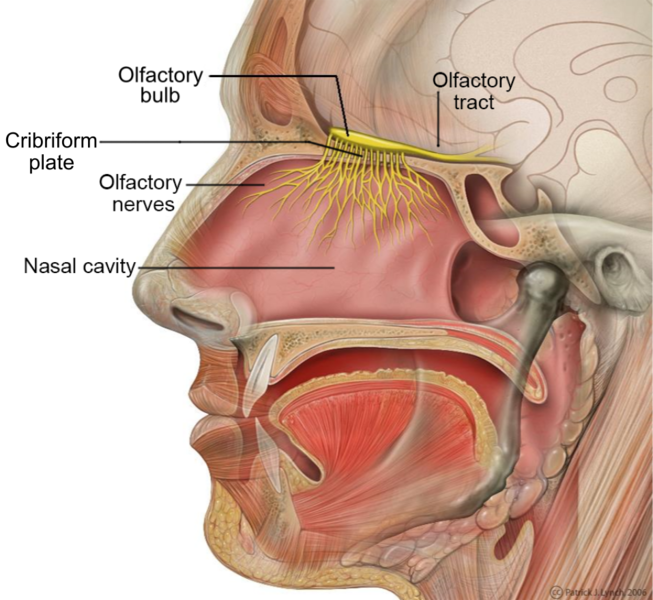 File:Olfactory Nerve Labeled.png