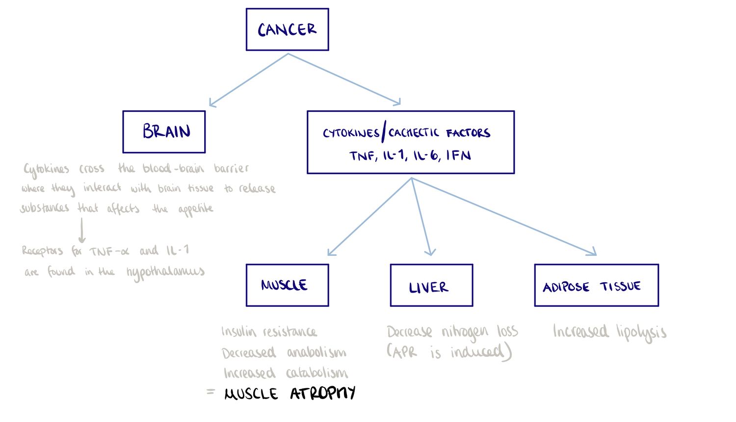 Cancer cachexia 1.jpg