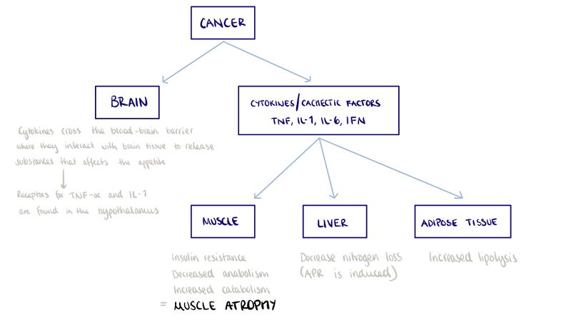 File:Cancer cachexia 1.jpg