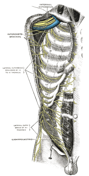 Thoracic intercostal nerves.png