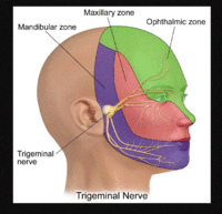Areas of innervation for the three branches of the trigeminal nerve