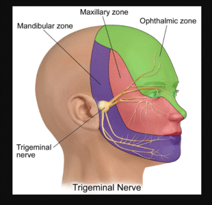 Trigeminal Nerve - Physiopedia