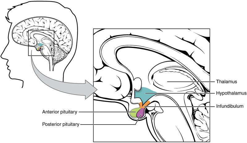 File:Hypothalamus-Pituitary Complex.jpg