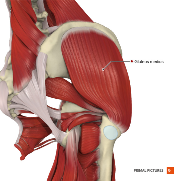 File:Intermediate muscles of the gluteal region Primal.png