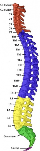 File:Spine1.jpg