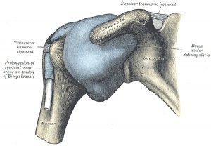 fleximobil forte osteochondroza articulației genunchiului este