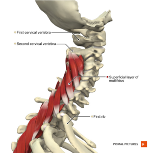 Muscles of the cervical region multifidus superficial layer Primal.png