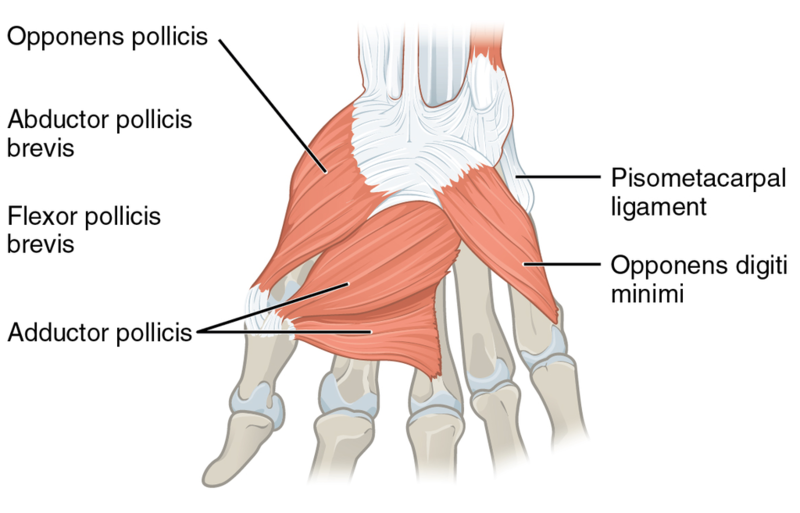 File:1024px-1121 Intrinsic Muscles of the Hand Deep LD.png