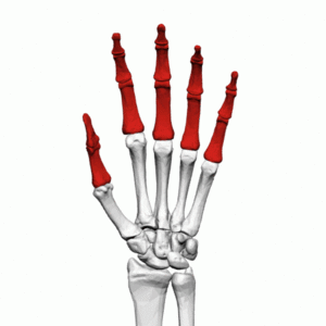 Phalanges of the hand (left hand) - animation01.gif